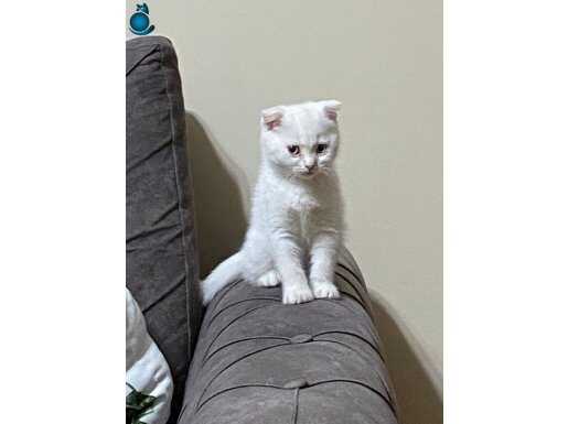 Mavi Gözlü Kar Beyaz Scottish Fold | Sosyal ve Oyuncu Yeni Arkadaşınız