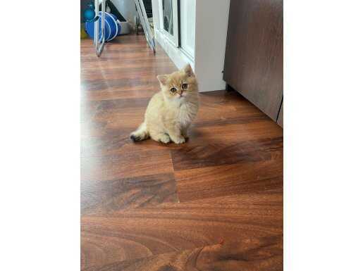 Yavru british shorthair