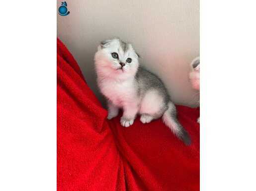 Anne altından scottish fold yavrular