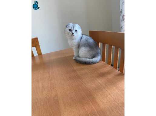 Sağlıklı scottish fold yavru