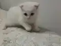 Anne altından sağlıklı Scottish fold yavrular