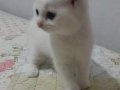 Anne altından sağlıklı Scottish fold yavrular