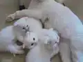 Anne altından sağlıklı Scottish fold yavrular
