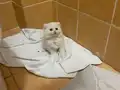 Anne altından sağlıklı Scottish fold yavrular
