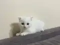 Anne altından sağlıklı Scottish fold yavrular