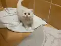 Anne altından sağlıklı Scottish fold yavrular