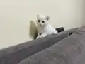 Anne altından sağlıklı Scottish fold yavrular
