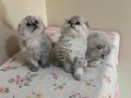 Sevimli Blue Point Scottish Fold Yavrular