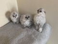 Sevimli Blue Point Scottish Fold Yavrular