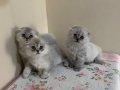 Sevimli Blue Point Scottish Fold Yavrular