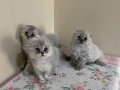 Sevimli Blue Point Scottish Fold Yavrular