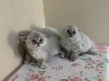 Sevimli Blue Point Scottish Fold Yavrular