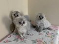 Sevimli Blue Point Scottish Fold Yavrular