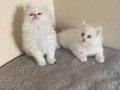Dünya Güzeli British Longhair Yavrular