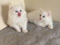 Dünya Güzeli British Longhair Yavrular