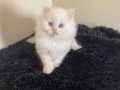 Dünya Güzeli British Longhair Yavrular