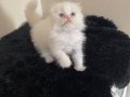 Dünya Güzeli British Longhair Yavrular