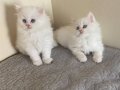 Dünya Güzeli British Longhair Yavrular