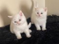 Boncuk gözlü british shorthair yavrular
