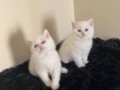 Boncuk gözlü british shorthair yavrular