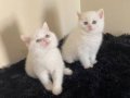 Boncuk gözlü british shorthair yavrular