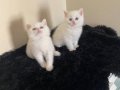 Boncuk gözlü british shorthair yavrular