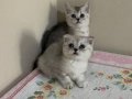 2 aylık sevimli yavrular