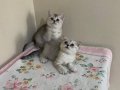 2 aylık sevimli yavrular
