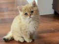 Yavru british shorthair