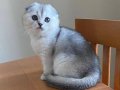 Yavru Scottish Fold