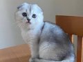 Sağlıklı scottish fold yavru