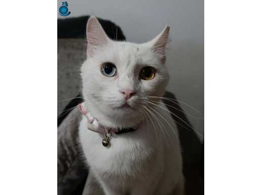 Dişi van kedisi çift göz rengi