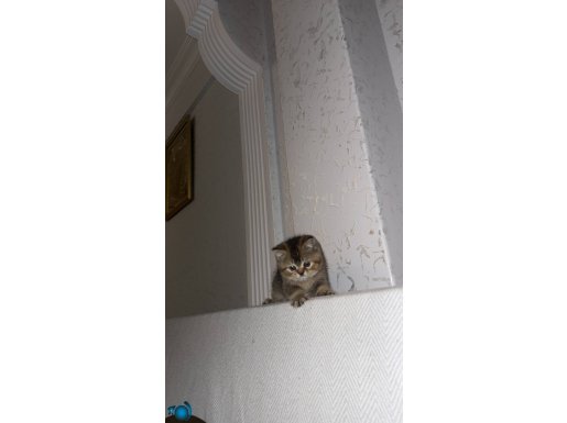 Cana çok bağlı british shorthair gold black 