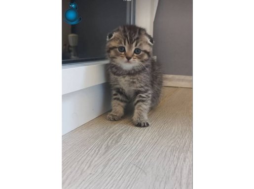 Çılgın bebisler