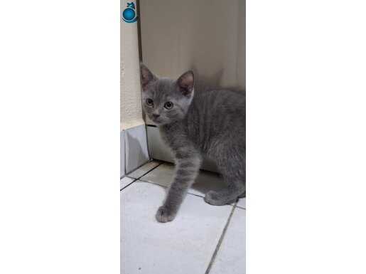 Kedi