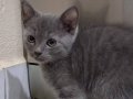 Kedi