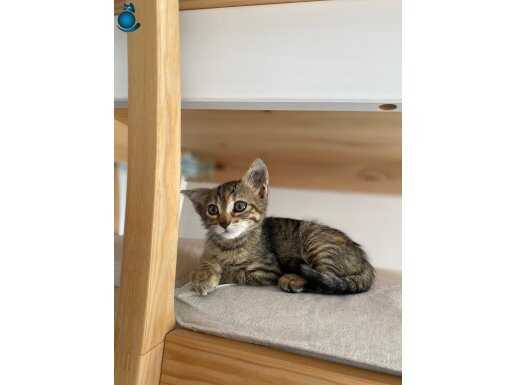 Ölümün eşiğinden dönmüş minik kahraman Karamel