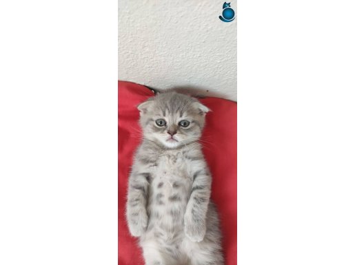 3adet erkek yavru kedi 