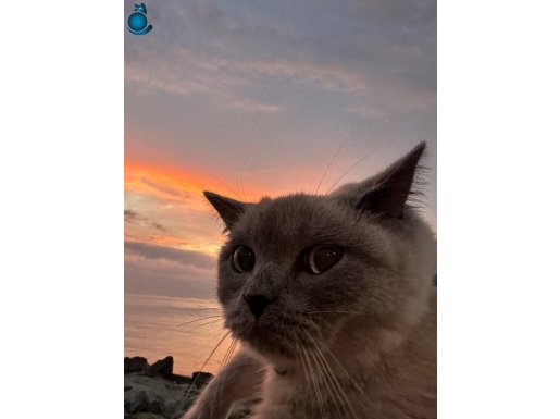 Çok fazla kedim olduğu için mia’yı sahiplendirmek istiyorum