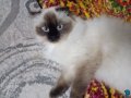 Satılık siyam kedisi 