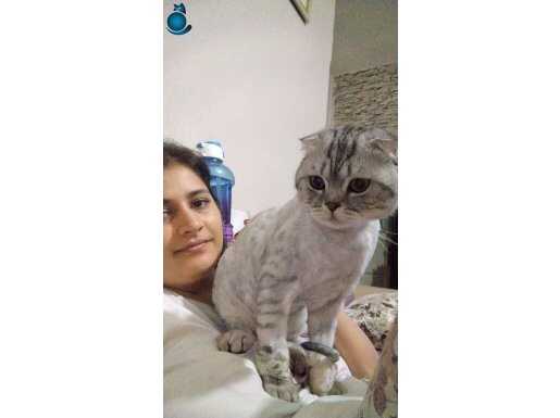 Scottish Fold 