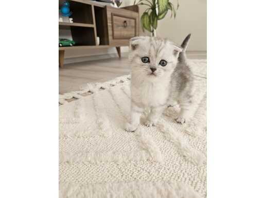 Oyuncu Scottish Fold 