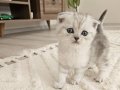 Oyuncu Scottish Fold 