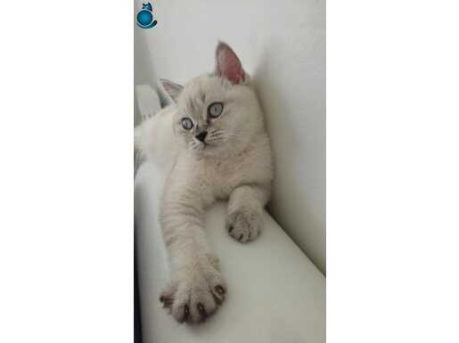 3 aylık oyuncu bir bebek cana yakın 