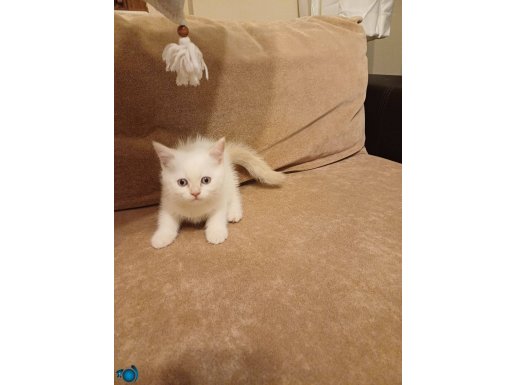 British shorthair 2 aylık kediler