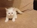 British shorthair 2 aylık kediler