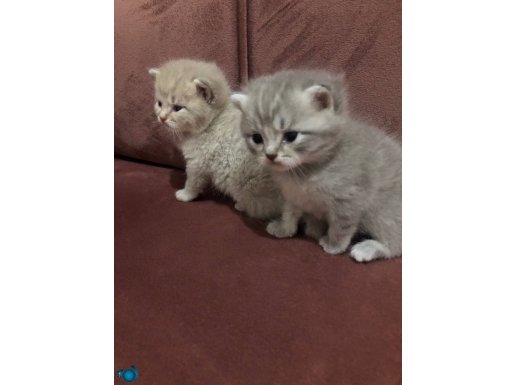 Safkan 20 günlük Bebeklerimiz