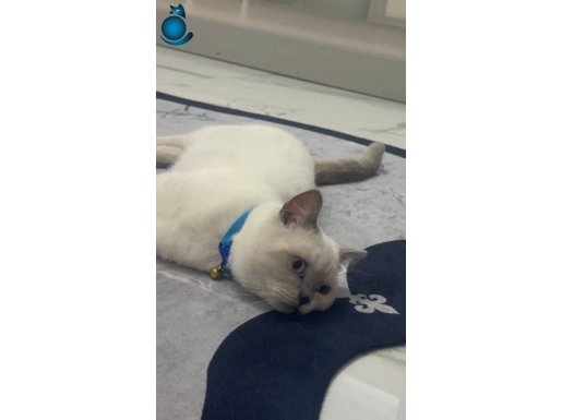 Saf kan British Blue Point Ücretsiz