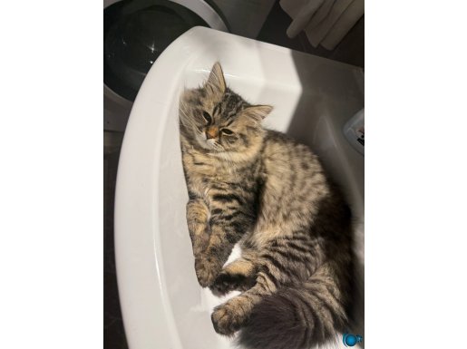 Sahiplendirme ücretsiz yawrumuz