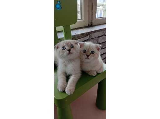 2 aylık erkek kardeşler tane fiyatıdır